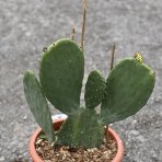 Opuncia figová (Opuntia ficus) ´INDICA´ - výška 40-60 cm, kont. C7L (-5°C)